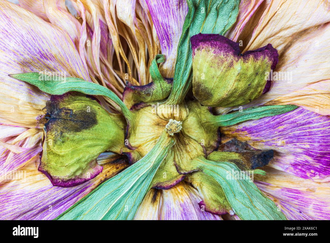 Peonia, petali secchi, natura morta floreale Foto Stock