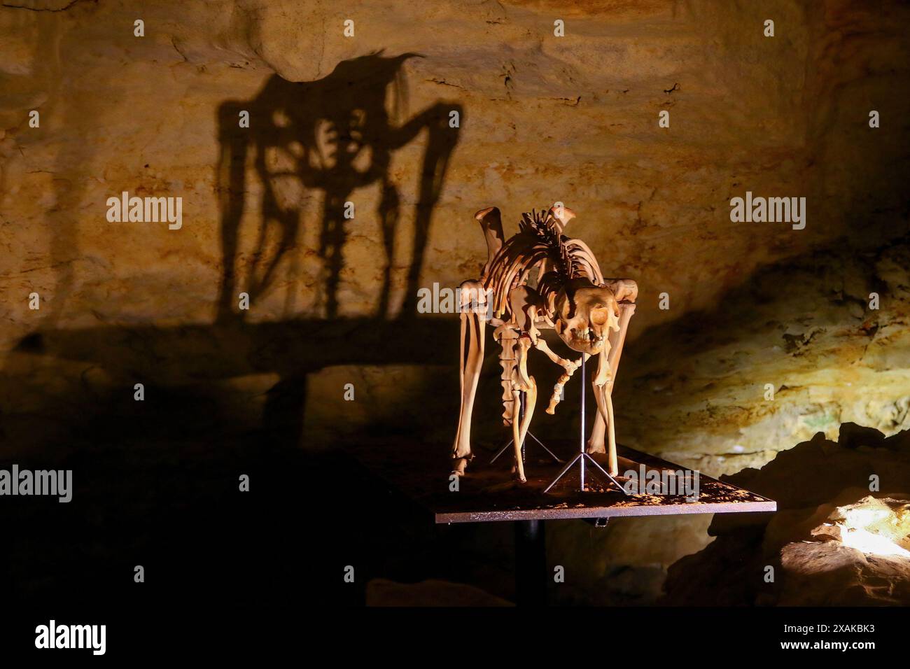 Scheletro fossile di un leone marsupiale (puch Lion o Thylacoleo carnifex), un marsupiale carnivoro estinto trovato nella Victoria Fossil Cave nel Nar Foto Stock