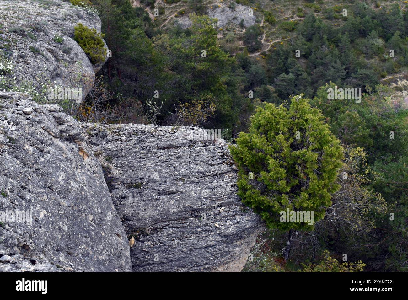 Il ginepro fenicio di conifere (Juniperus phoenicea) su una roccia Foto Stock