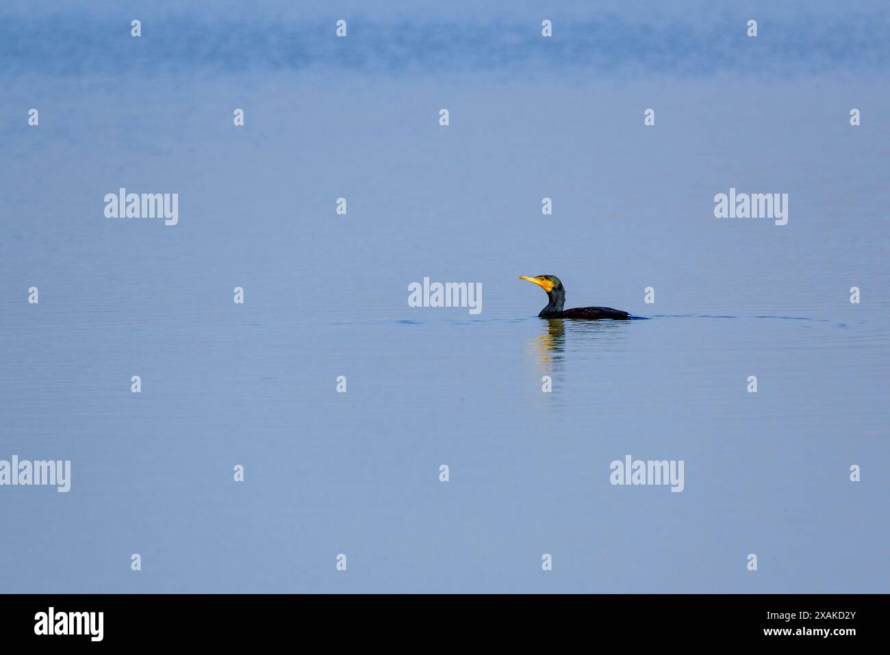 Un grande cormorano (Phalacrocorax carbo) in una laguna del Delta dell'Ebro in un pomeriggio invernale (Montsià, Tarragona, Catalogna, Spagna) Foto Stock