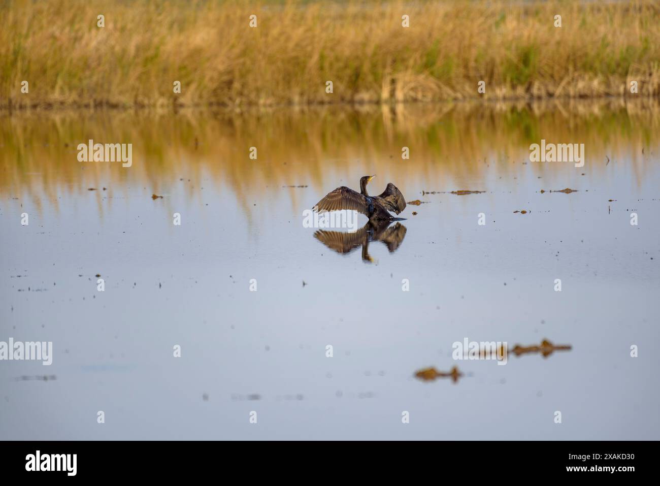 Un grande cormorano (Phalacrocorax carbo) in una risaia del Delta dell'Ebro in un pomeriggio invernale (Montsià, Tarragona, Catalogna, Spagna) Foto Stock