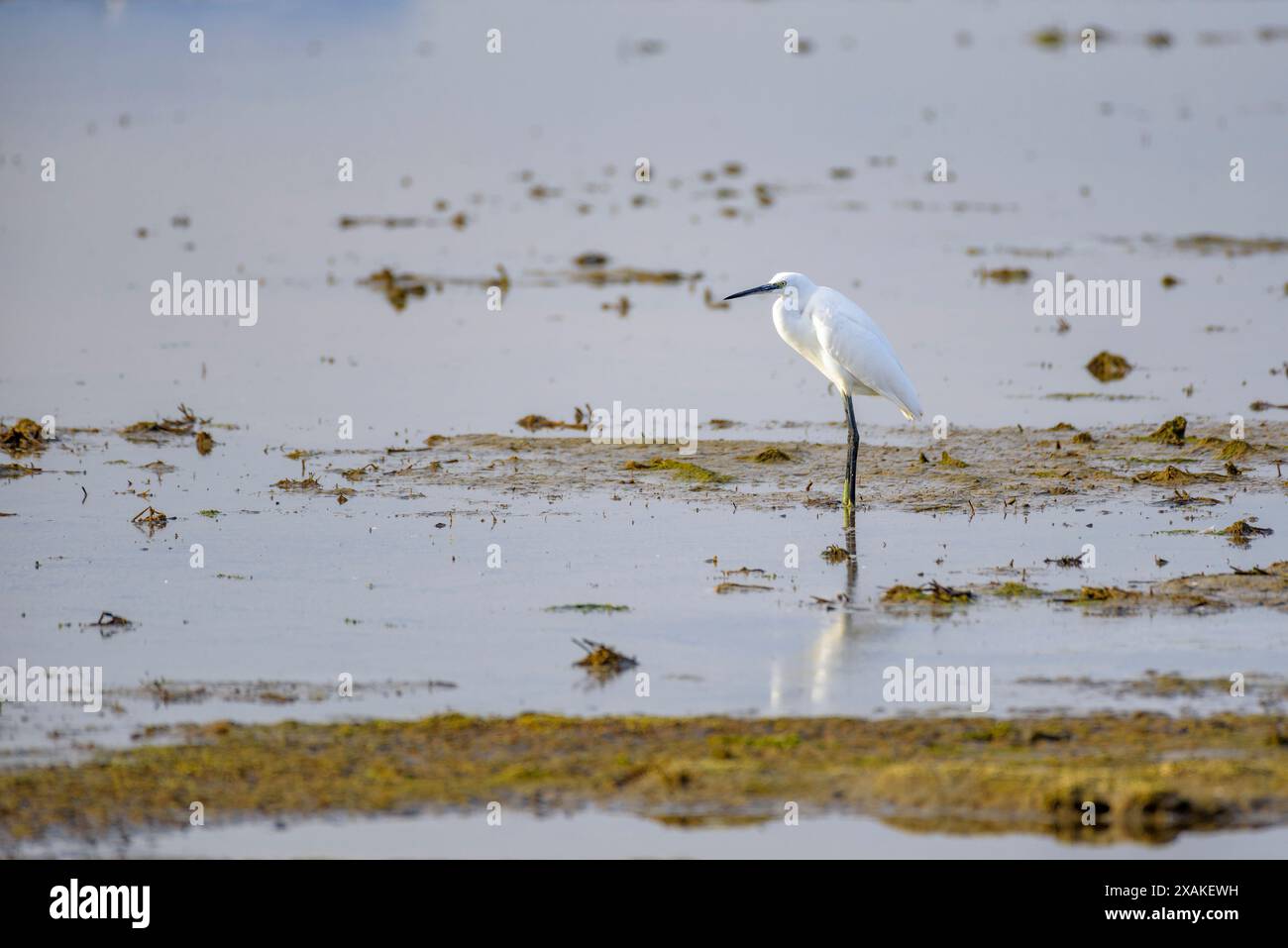 Piccola Egret (Egretta garzetta) in un campo con acqua vicino a Poblenou del Delta, nel Delta dell'Ebro (Tarragona, Catalogna, Spagna) ESP: Garceta común Foto Stock