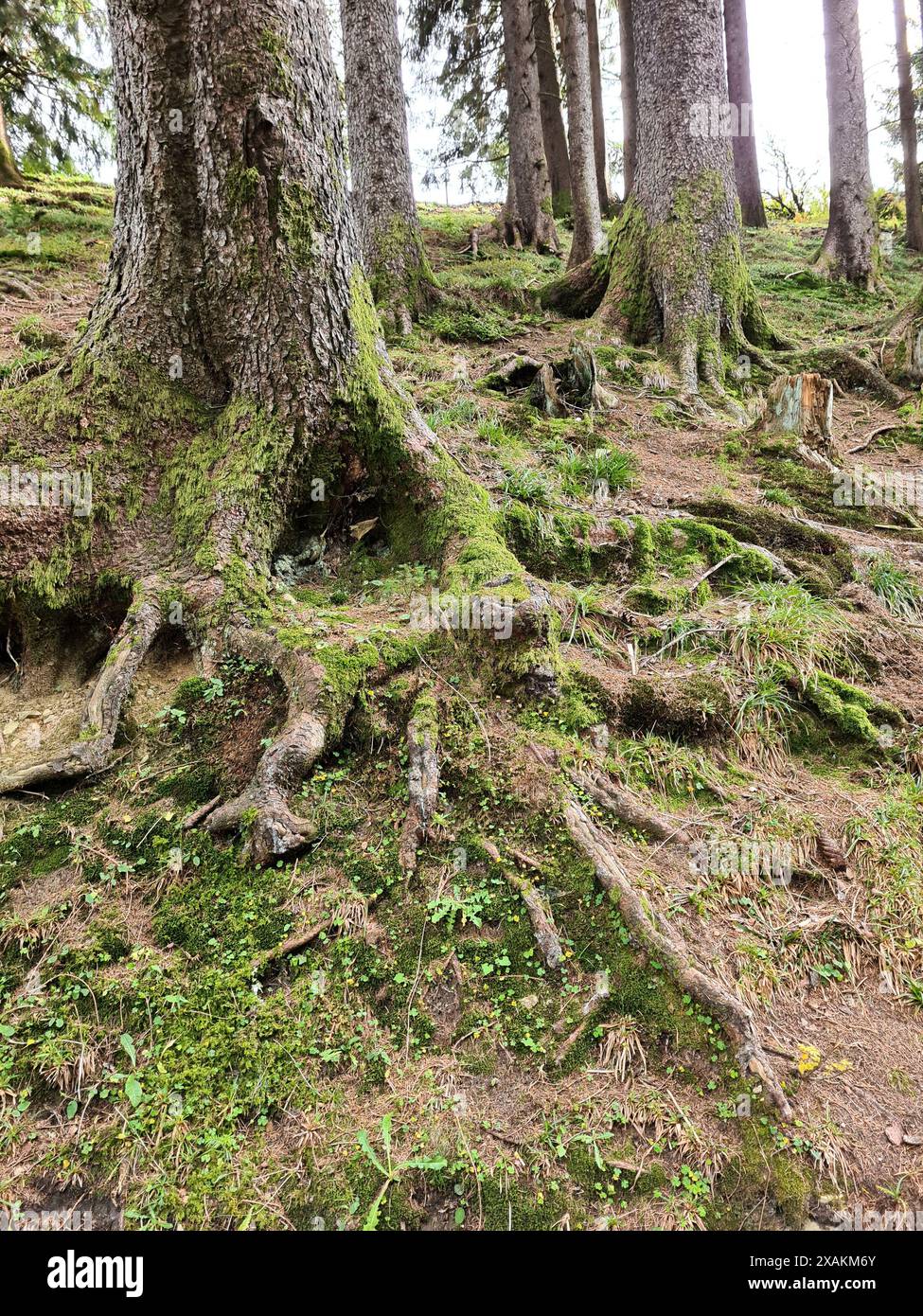 Scatti all'aperto nella foresta con radici di alberi a terra, scatti nella natura nella foresta tedesca, in Germania Foto Stock