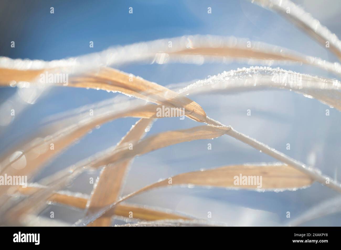 Gambi congelati in inverno Foto Stock