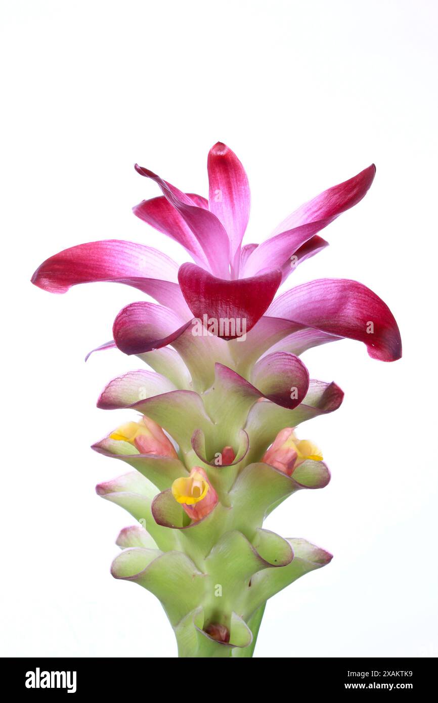 Temu lawak, nome scientifico: "Curcuma zanthorrhiza" è una pianta medicinale appartenente alla tribù dei ritrovamenti Temu o Zingiberaceae Foto Stock