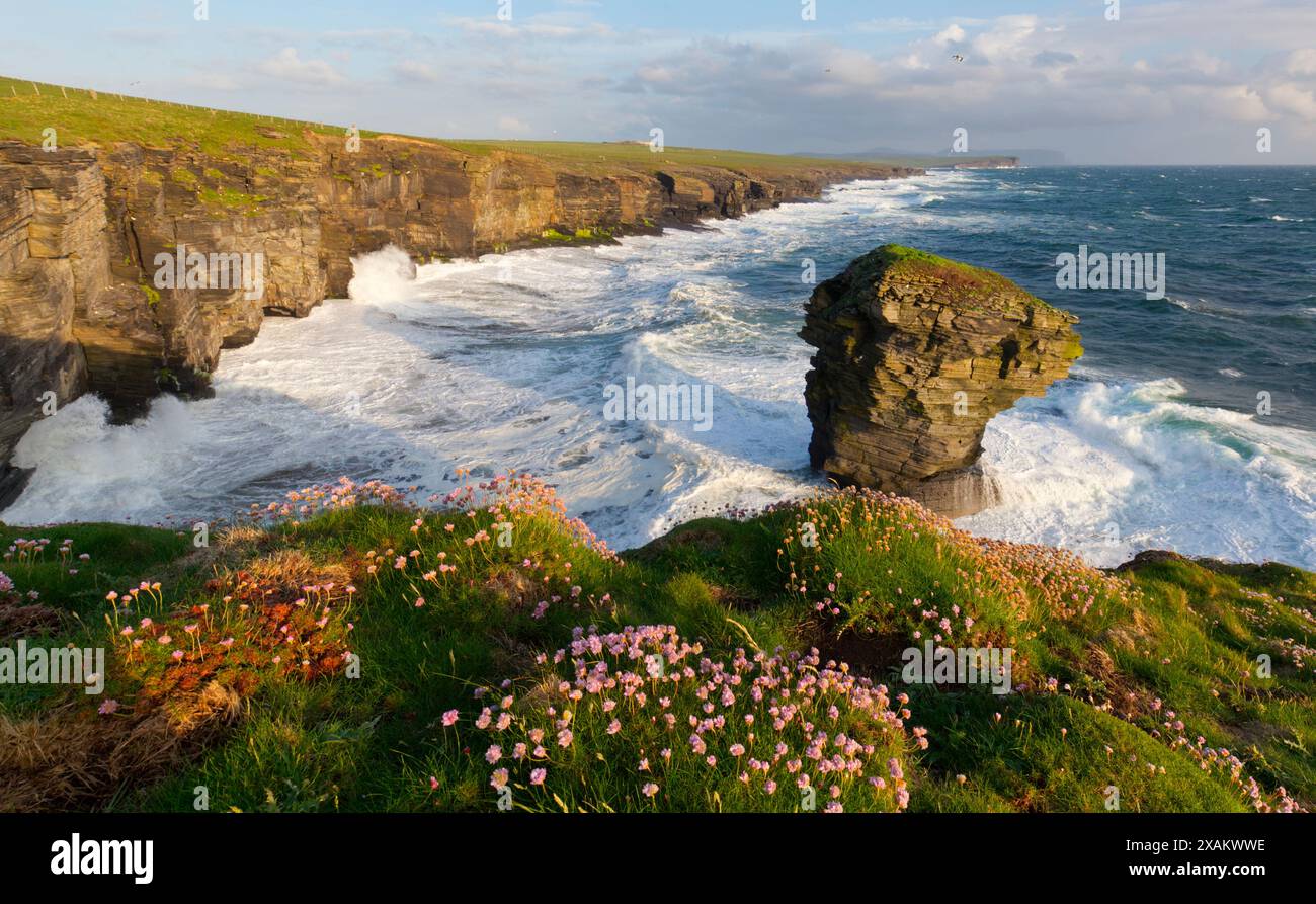 Lo Spord Sea stack, Isole Orcadi Foto Stock