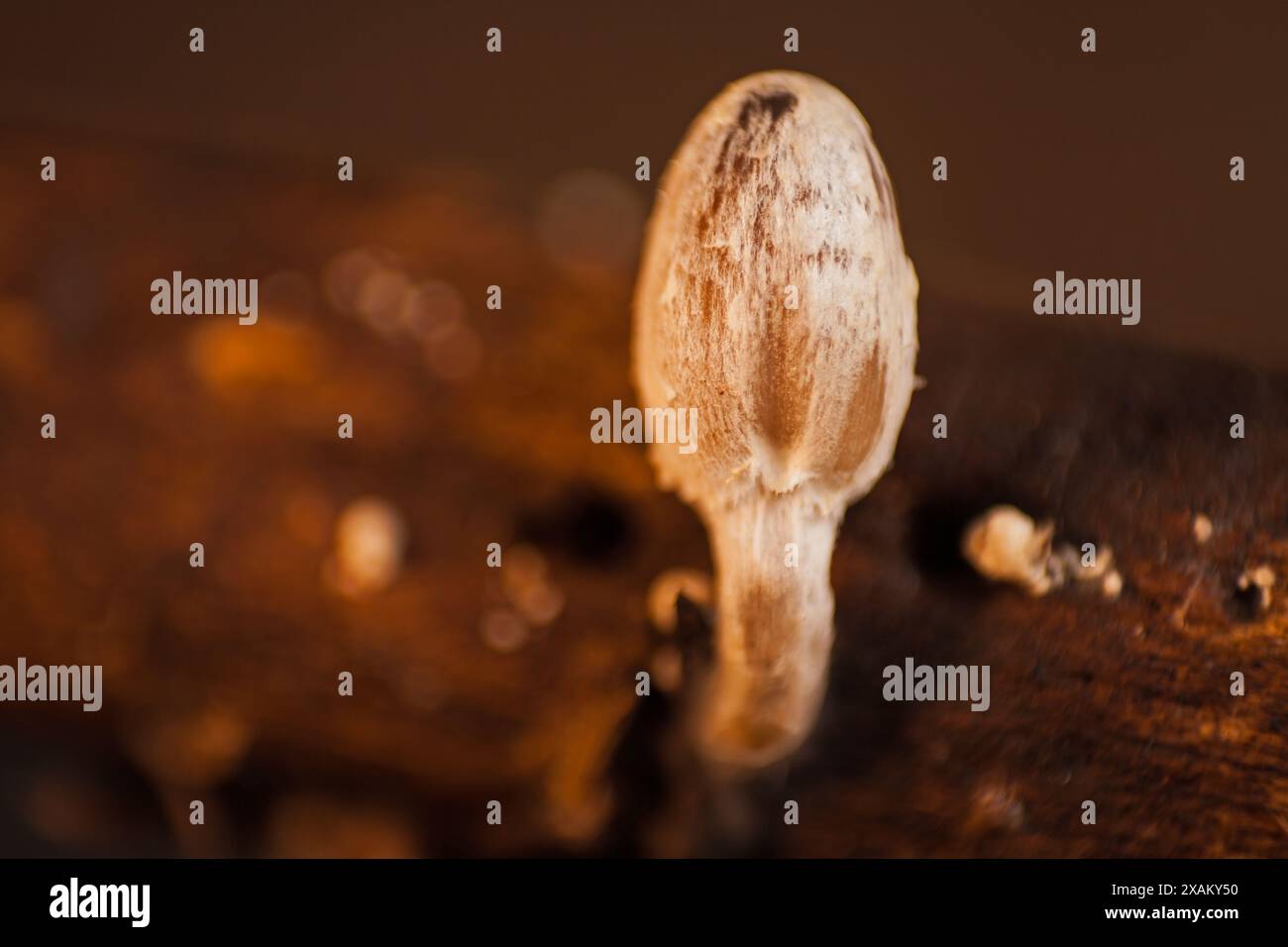 Giovane e fragile dapperling Leucoprinus fragilissimus cap 15892 Foto Stock