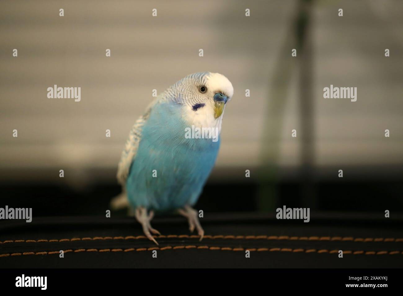 Bellissimo pappagallo budgie blu seduto sulla poltrona Foto Stock