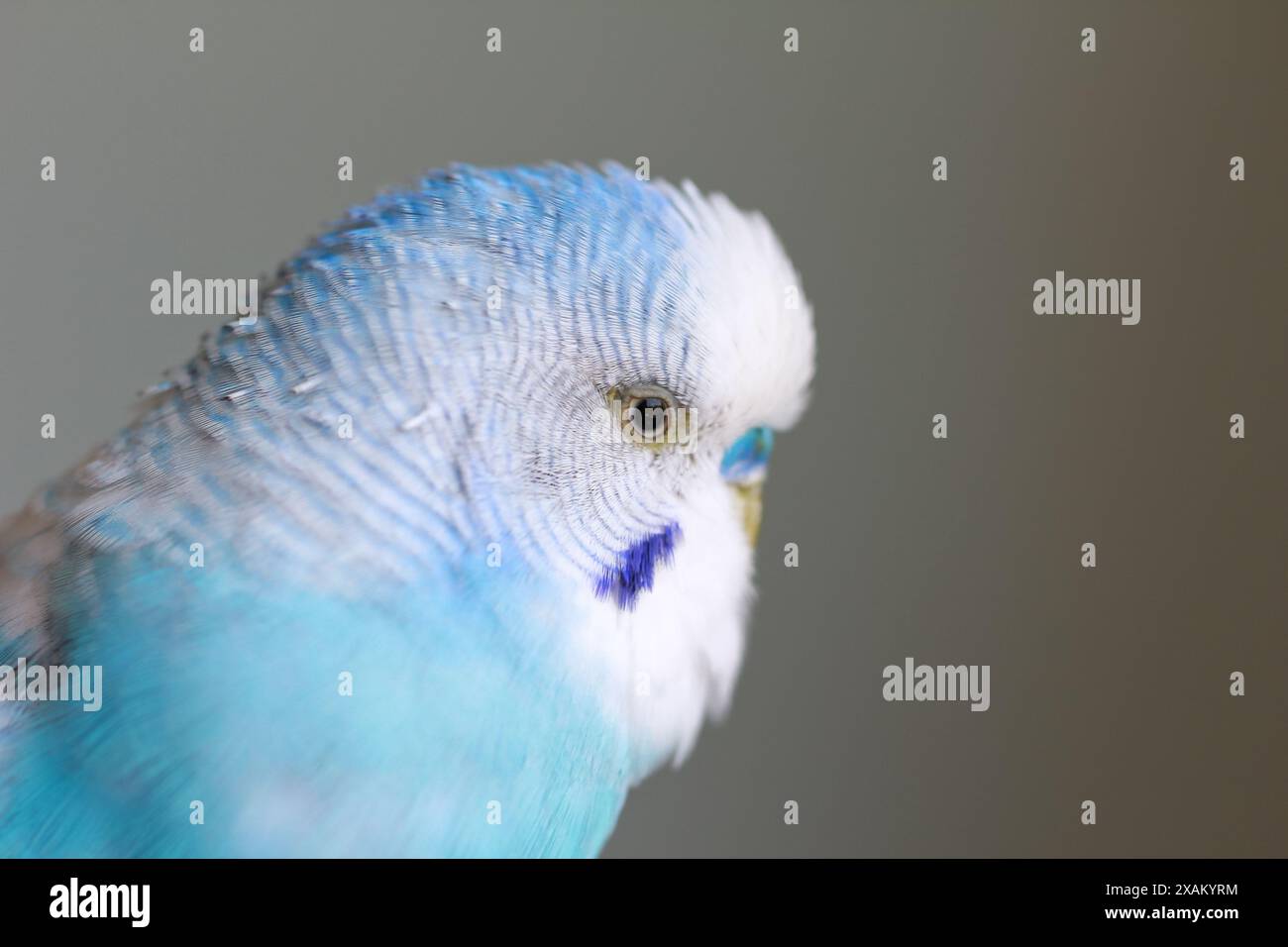 Bellissimo ritratto blu del pappagallo budgie da vicino Foto Stock