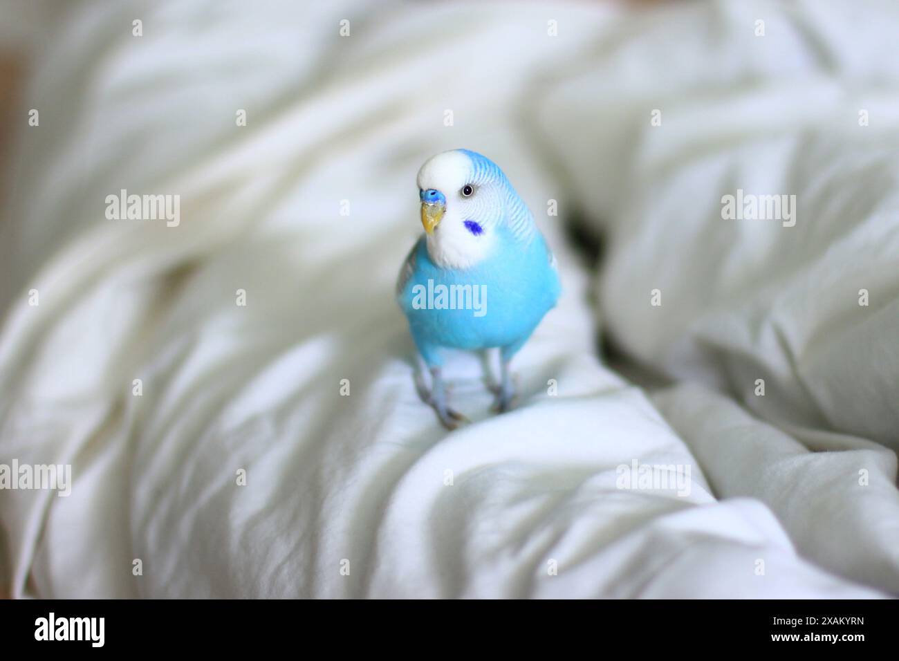 Bellissimo pappagallo budgie blu seduto sul letto Foto Stock