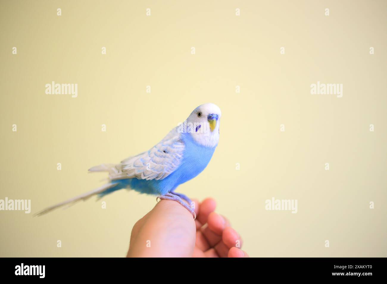 Bellissimo pappagallo budgie blu seduto sulla mano Foto Stock