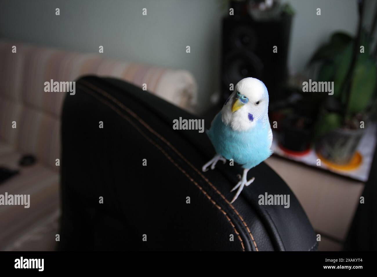 Bellissimo pappagallo budgie blu seduto sulla poltrona Foto Stock