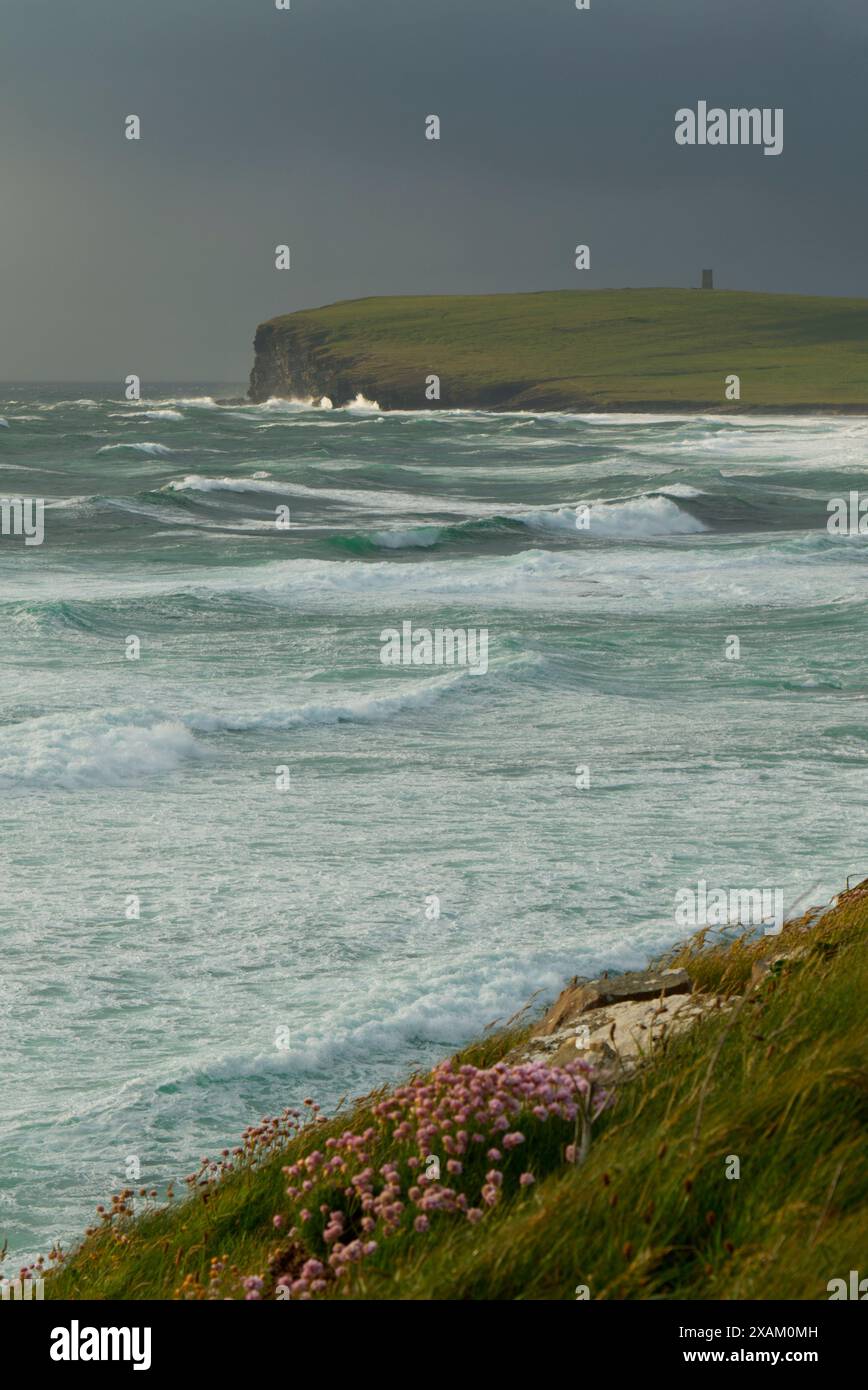 Costa di Marwick Head, Isole Orcadi Foto Stock