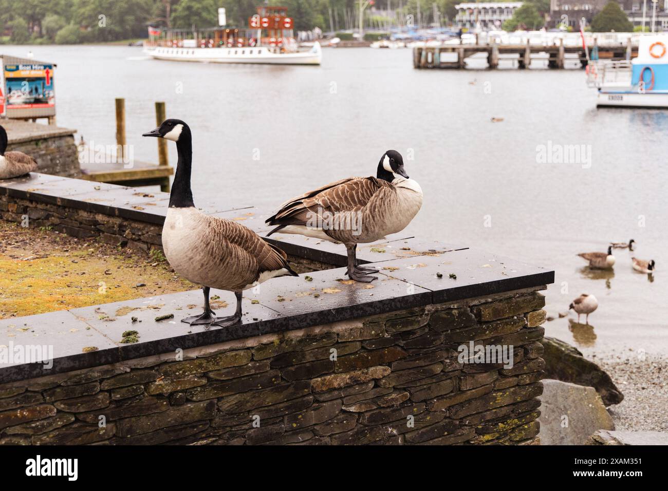Lago Windermere 7 giugno Regno Unito tempo giorno piovoso goduto da turisti e uccelli locali credito: Gordon Shoosmith/Alamy Live News Foto Stock