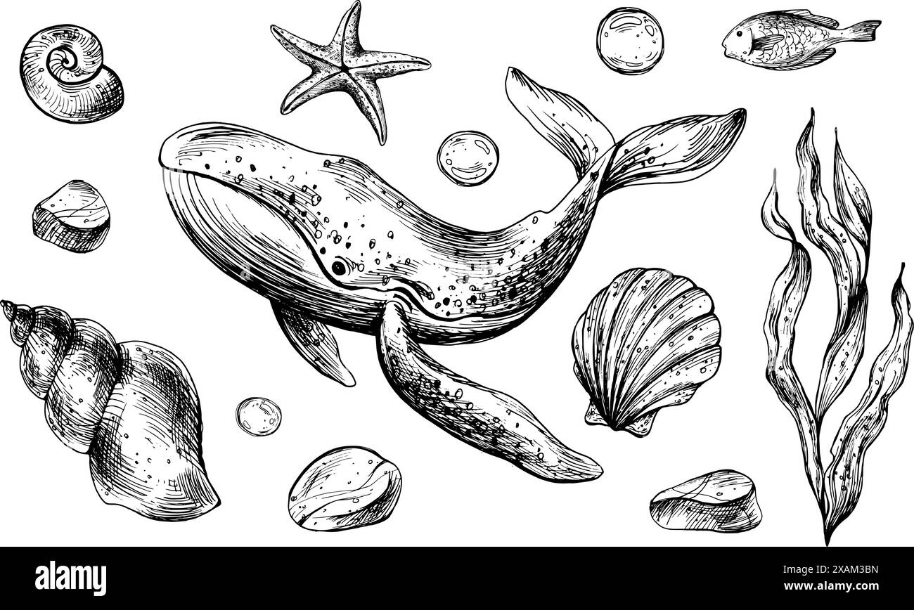 Balena, conchiglie, stelle marine, pesci, bolle, ciottoli e altri animali marini e piante. Illustrazione grafica disegnata a mano con inchiostro nero. Set di isolati Illustrazione Vettoriale