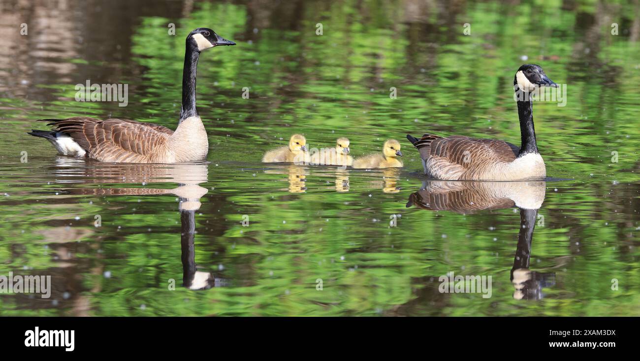 Canada Goose madre, padre e bambini galleggiano sul lago, Laval, Canada Foto Stock