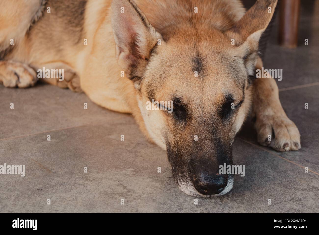 primo piano di un pastore tedesco che dorme Foto Stock
