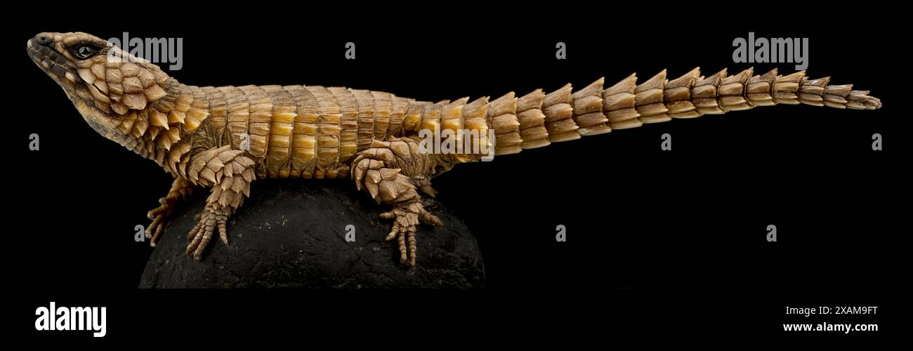 Armadillo Girdled Lizard (Ouroborus cataphractus) Foto Stock