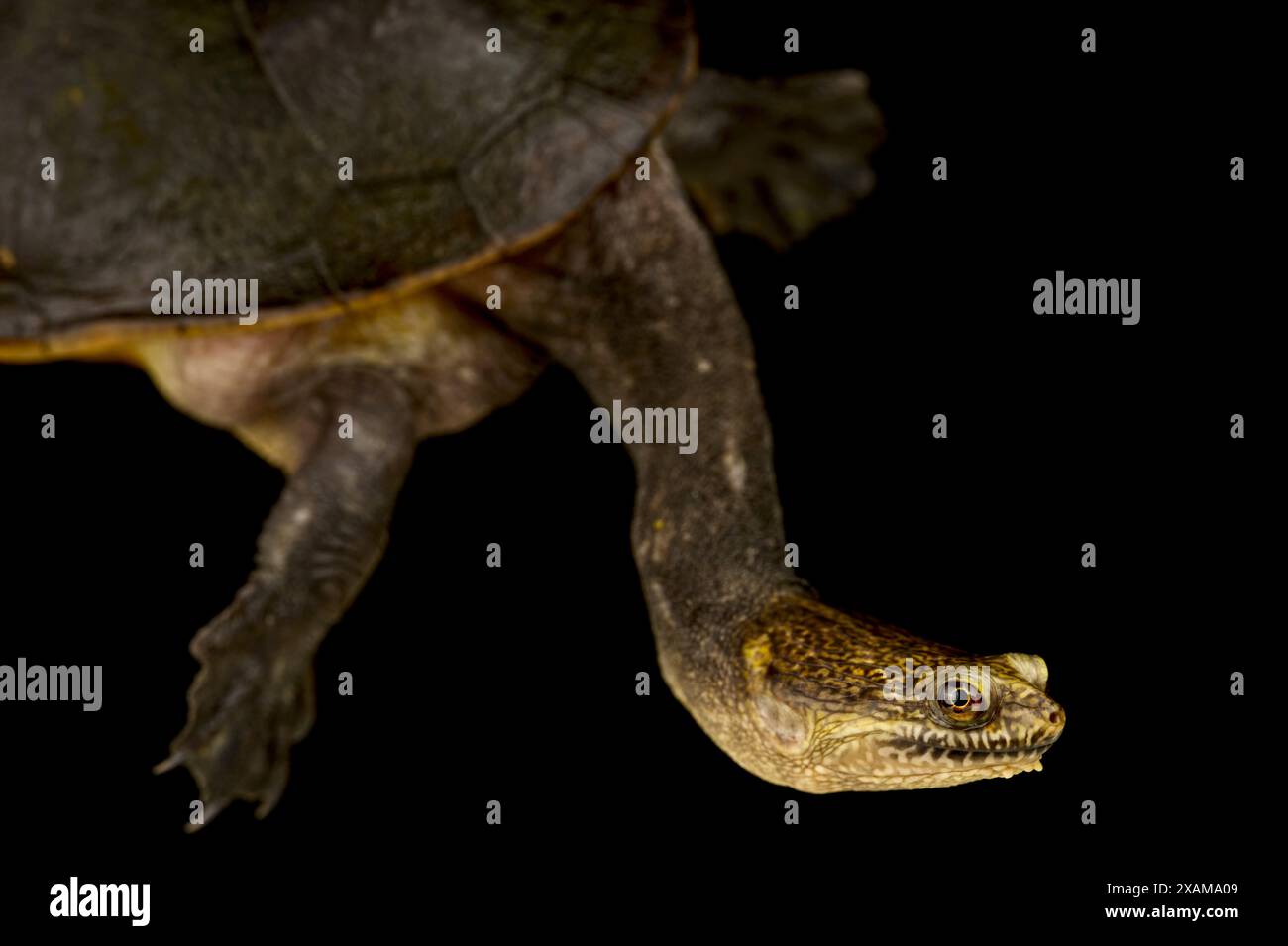 Tartaruga dal collo serpente di Parker (Chelodina parkeri) Foto Stock