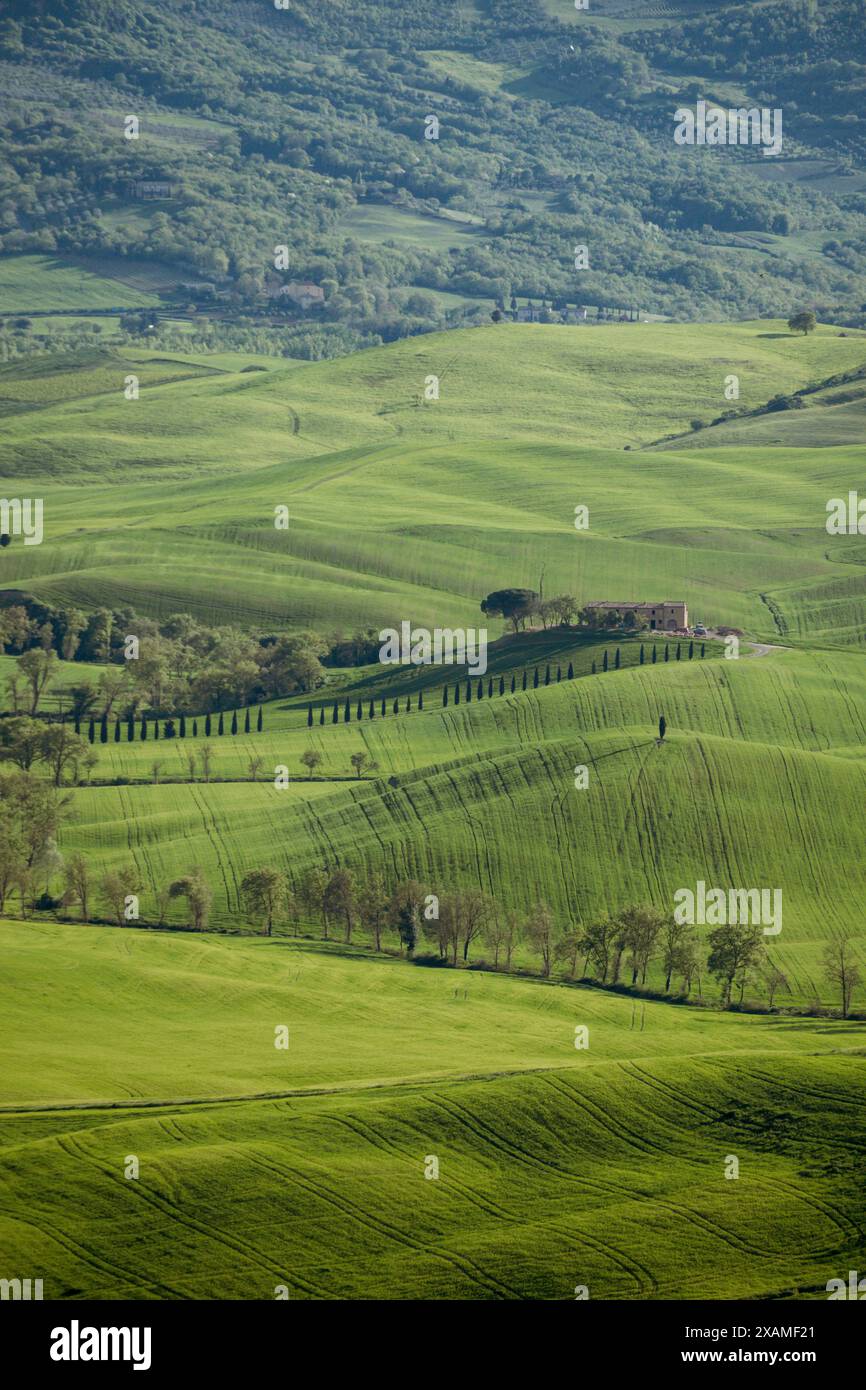 Una splendida vista sulla campagna toscana rurale in Italia in una giornata di sole con verdi colline e campi e uno splendido albero solitario in vista. Foto Stock