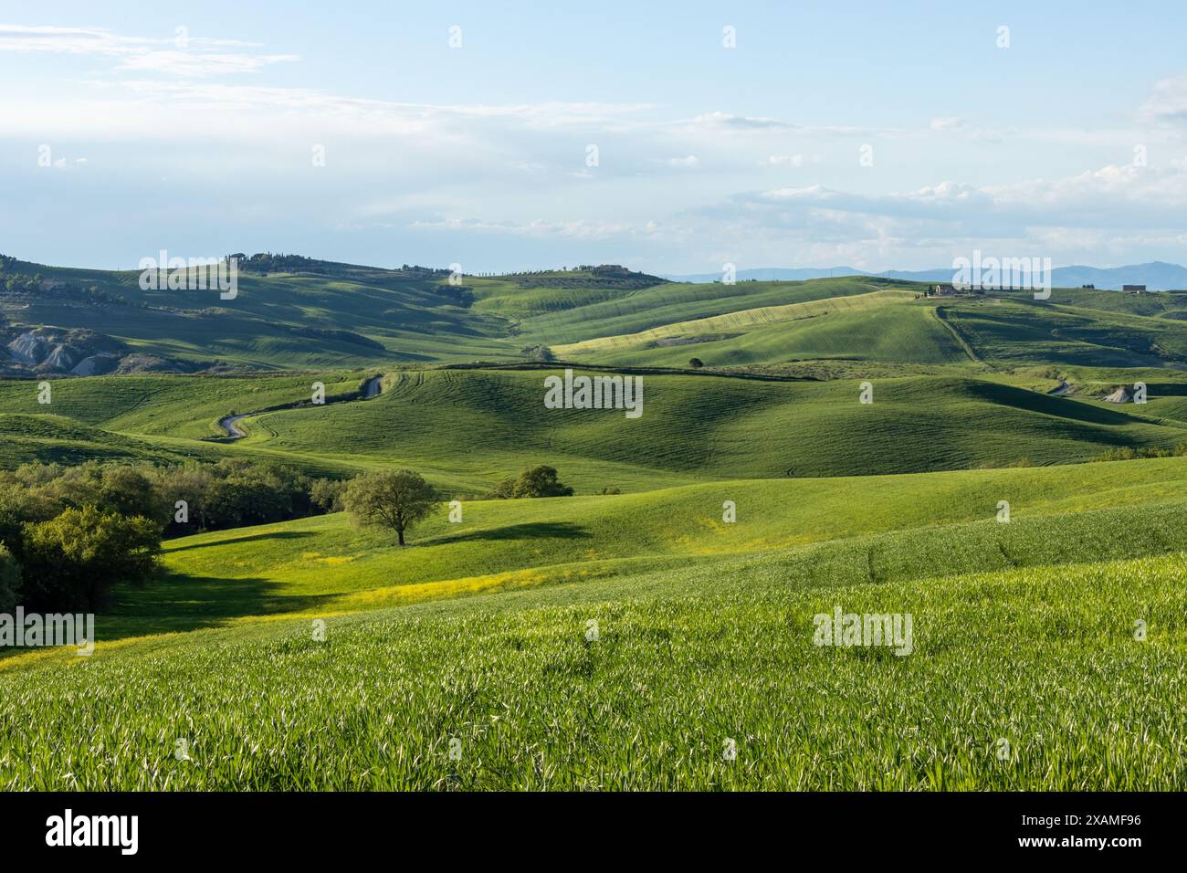 Una splendida vista sulla campagna toscana rurale in Italia in una giornata di sole con verdi colline e campi e uno splendido albero solitario in vista. Foto Stock