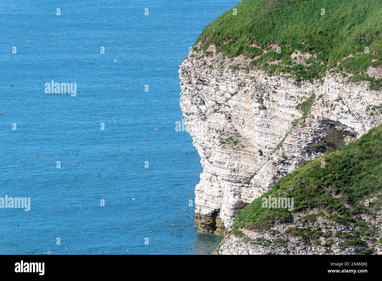 Nidificano uccelli marini sulla scogliera e nel mare a North Landing, Flamborough, East Riding of Yorkshire, Inghilterra, Regno Unito Foto Stock