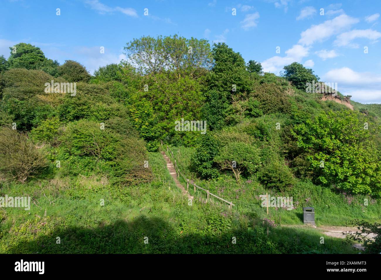 Valle boscosa vicino a South Landing, Flamborough, East Riding of Yorkshire, Inghilterra, Regno Unito, con alberi in foglia durante giugno Foto Stock