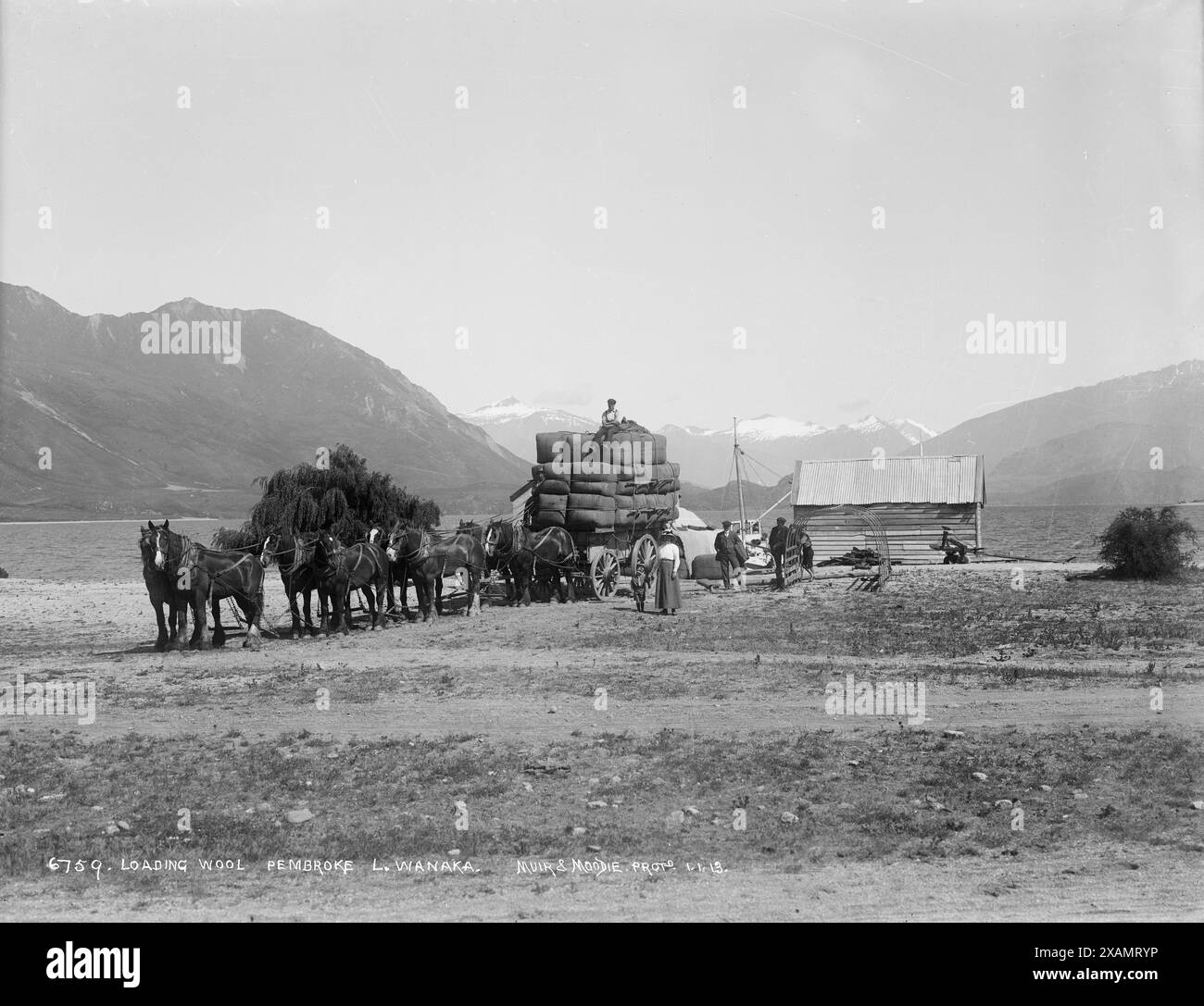 Caricamento lana, Pembroke, Lago Wanaka, nuova Zelanda. Foto Stock