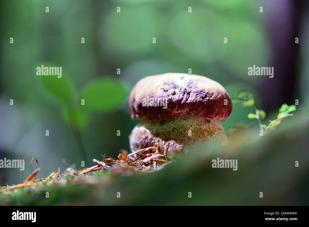 Funghi porcini nella foresta estiva da vicino. King bolete fungo macro Foto Stock