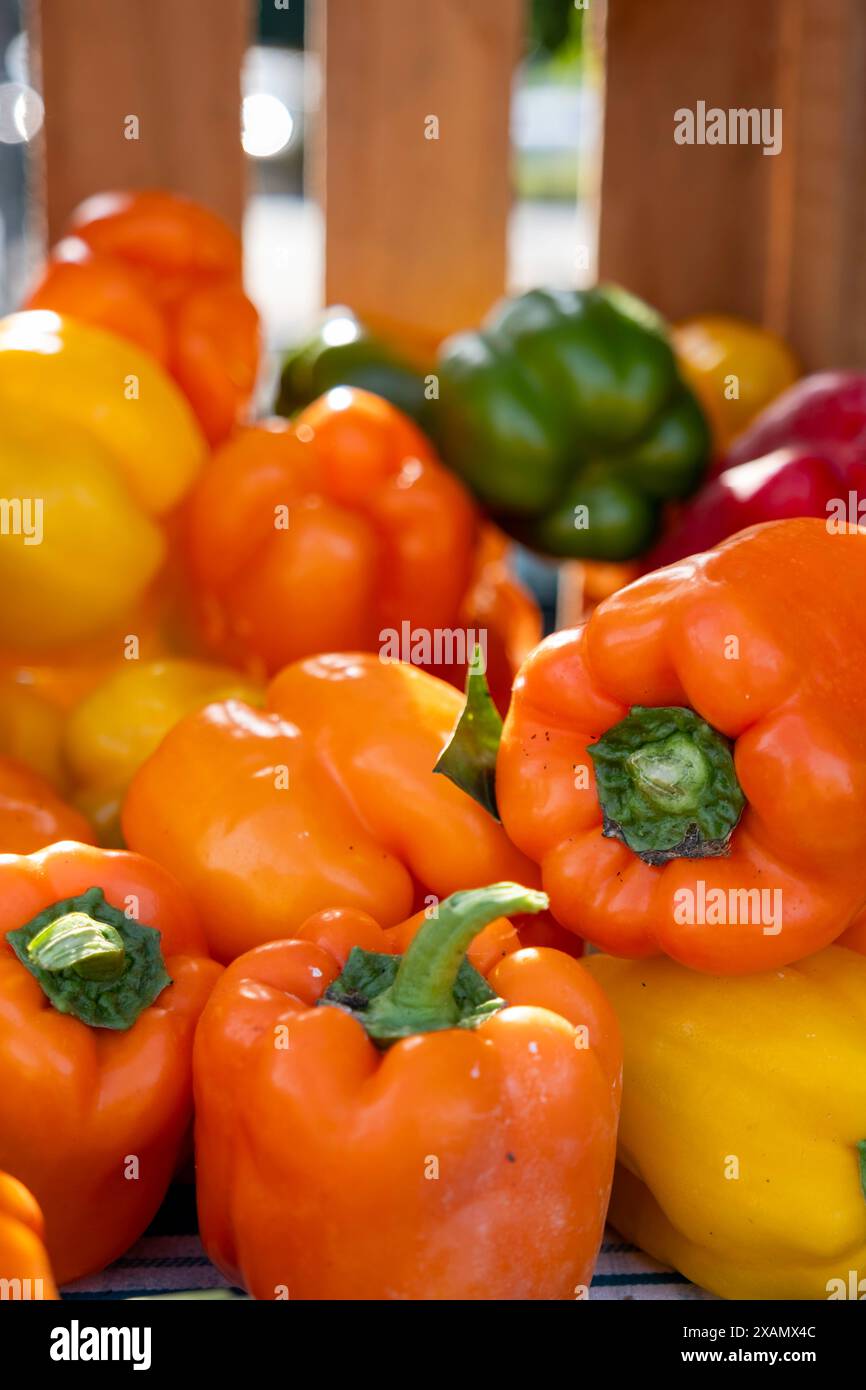 Vibrant Fresh Bell Pepper Harvest - da giardino a tavola Foto Stock