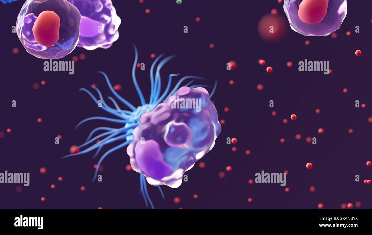 Illustrazione di tre tipi di globuli bianchi che iniziano una risposta immunitaria: Un macrofago (viola), una cellula dendritica (blu) e cellule t helper (rosso). Le cellule T helper hanno rilasciato proteine di segnalazione chiamate citochine (numerose sfere rosse) che attraggono altre cellule immunitarie e coordinano la risposta infiammatoria. I macrofagi funzionano principalmente per inglobare e distruggere sostanze che provocano una risposta immunitaria. Questo processo è noto come fagocitosi. La funzione primaria delle cellule dendritiche sta presentando antigeni, che sono molecole che il sistema immunitario riconosce come estranee. Foto Stock