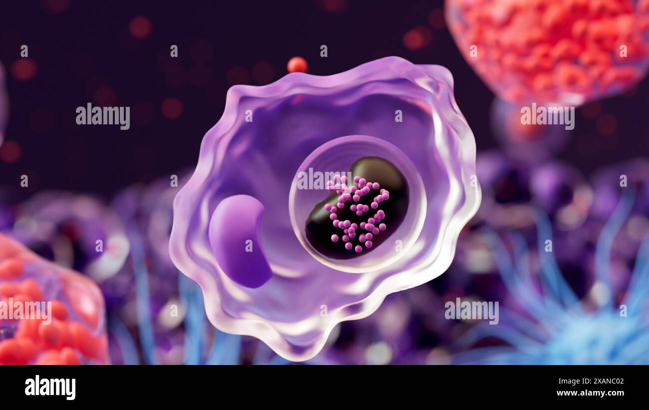 Illustrazione che mostra gli enzimi (piccole sfere rosa) e l'inchiostro del tatuaggio (nero) all'interno di un vacuolo (sacco riempito di liquido) all'interno di un tipo di globuli bianchi noto a Foto Stock