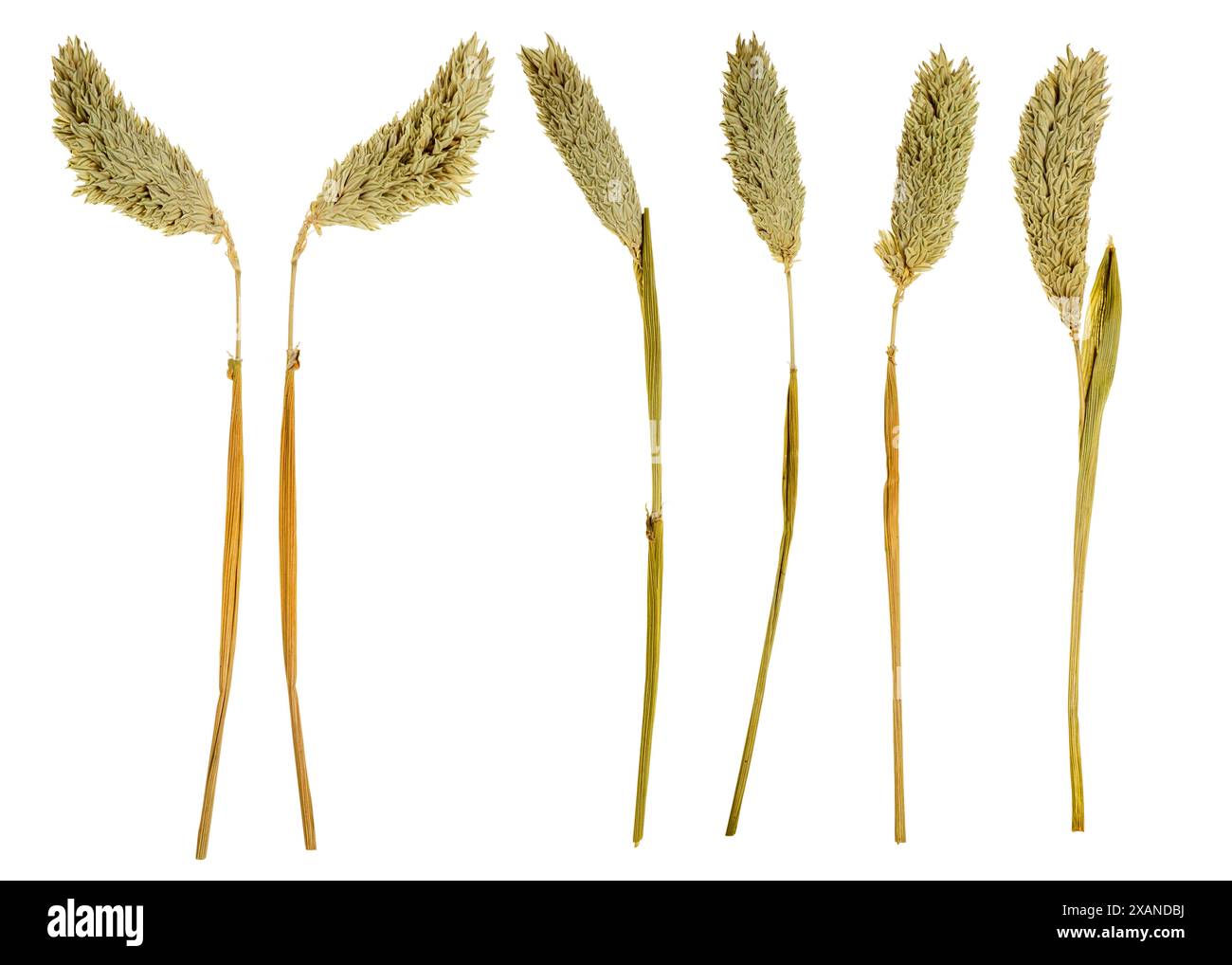 Una fila di fiori gialli secchi. I fiori sono disposti in linea, con alcuni appoggiati e altri in piedi. La scena è un po' m Foto Stock