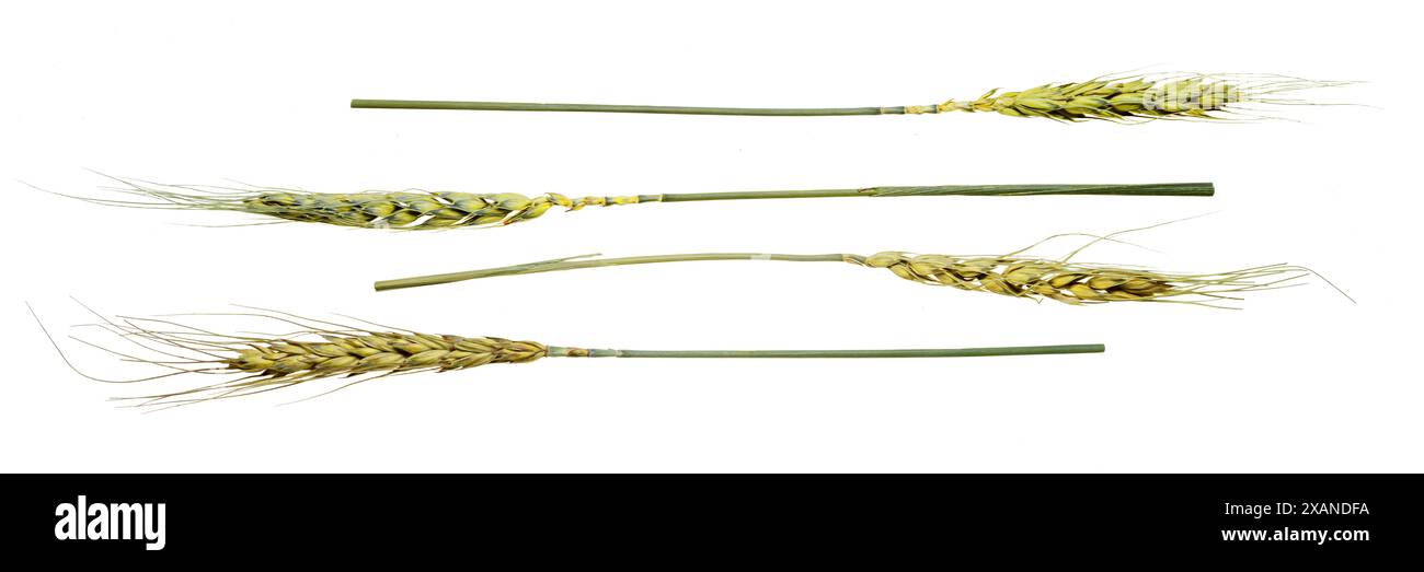 Una fila di gambi di grano isolati su sfondo bianco Foto Stock
