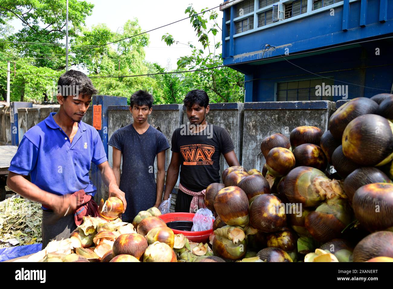 Borassus flabellifer, comunemente noto come palma doub, palma palmyra, tala o palma tal, palma toddy, palma lontar, palma da vino, ထန်းပင် o mela ghiacciata Foto Stock