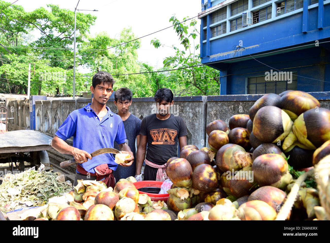 Borassus flabellifer, comunemente noto come palma doub, palma palmyra, tala o palma tal, palma toddy, palma lontar, palma da vino, ထန်းပင် o mela ghiacciata Foto Stock