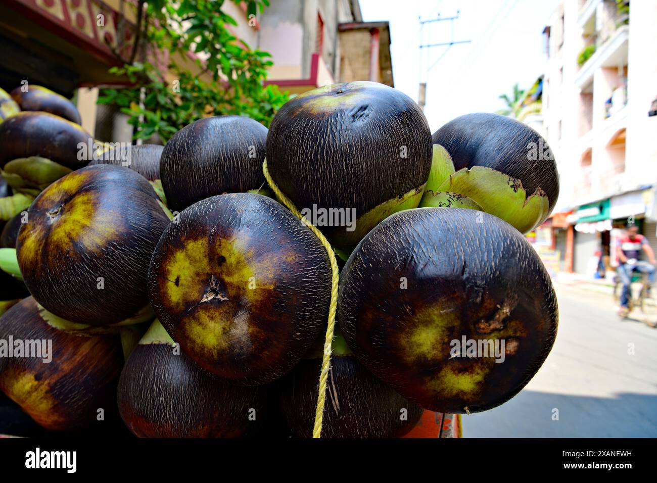Borassus flabellifer, comunemente noto come palma doub, palma palmyra, tala o palma tal, palma toddy, palma lontar, palma da vino, ထန်းပင် o mela ghiacciata Foto Stock