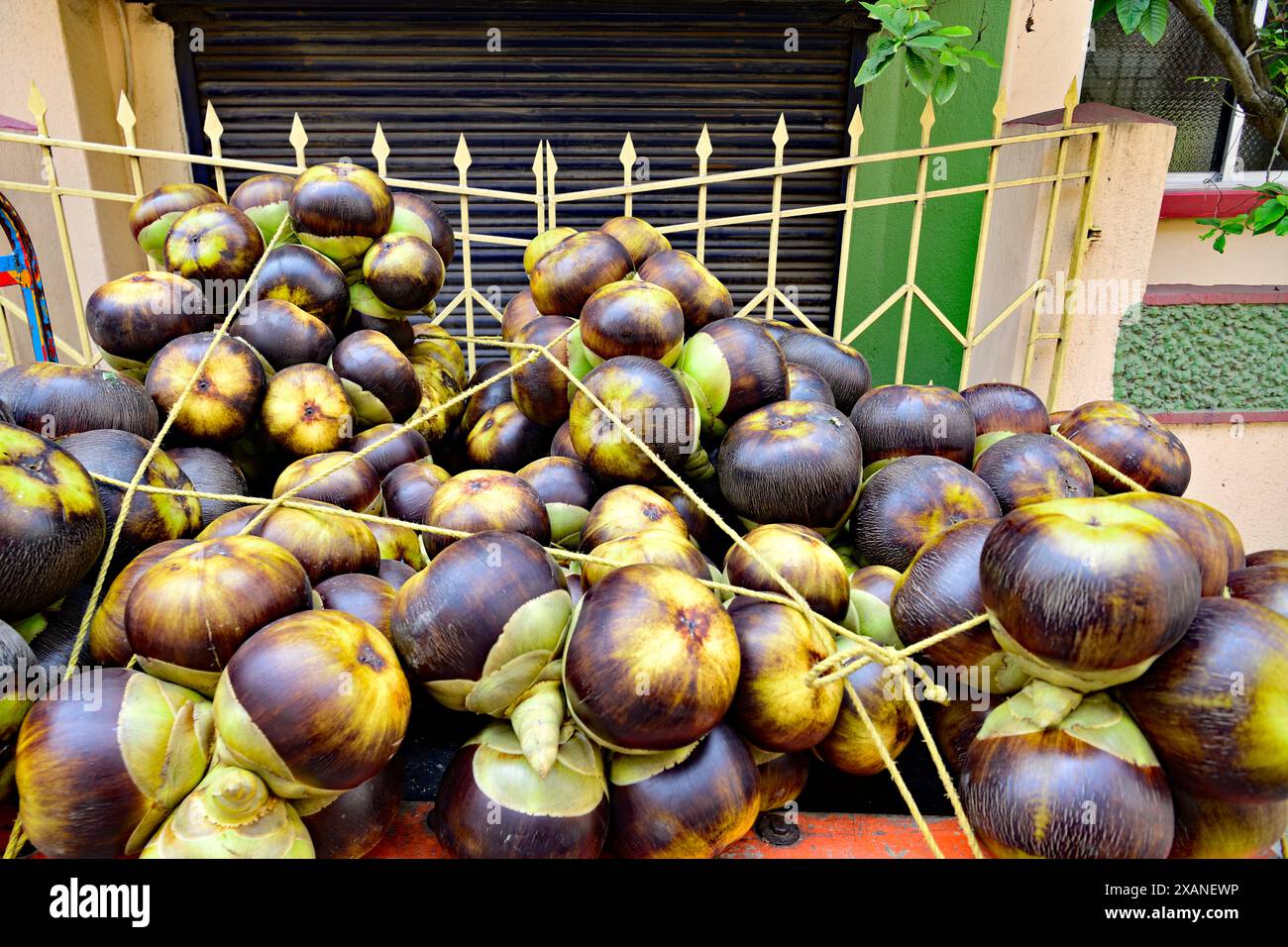 Borassus flabellifer, comunemente noto come palma doub, palma palmyra, tala o palma tal, palma toddy, palma lontar, palma da vino, ထန်းပင် o mela ghiacciata Foto Stock