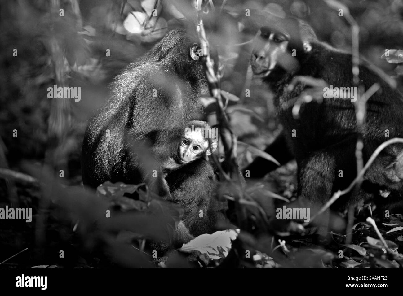 Macachi di Sulawesi crestati neri (Macaca nigra) con prole nella riserva naturale di Tangkoko, Sulawesi settentrionale, Indonesia. Foto Stock