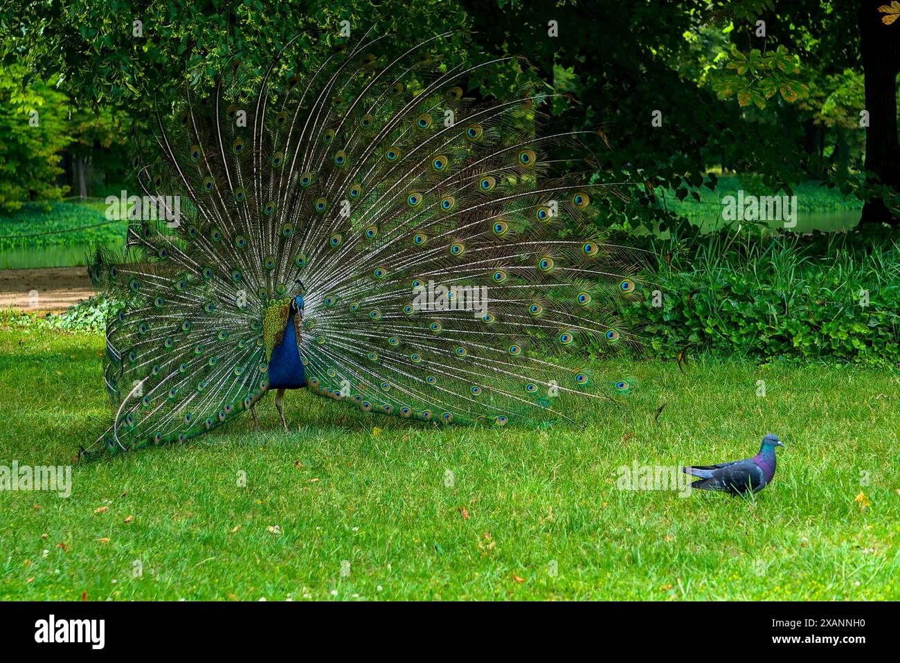 In un parco cittadino, una vivace coda di pavone si dispiega accanto a un semplice piccione, evidenziando la sorprendente e variegata bellezza della fauna urbana Foto Stock