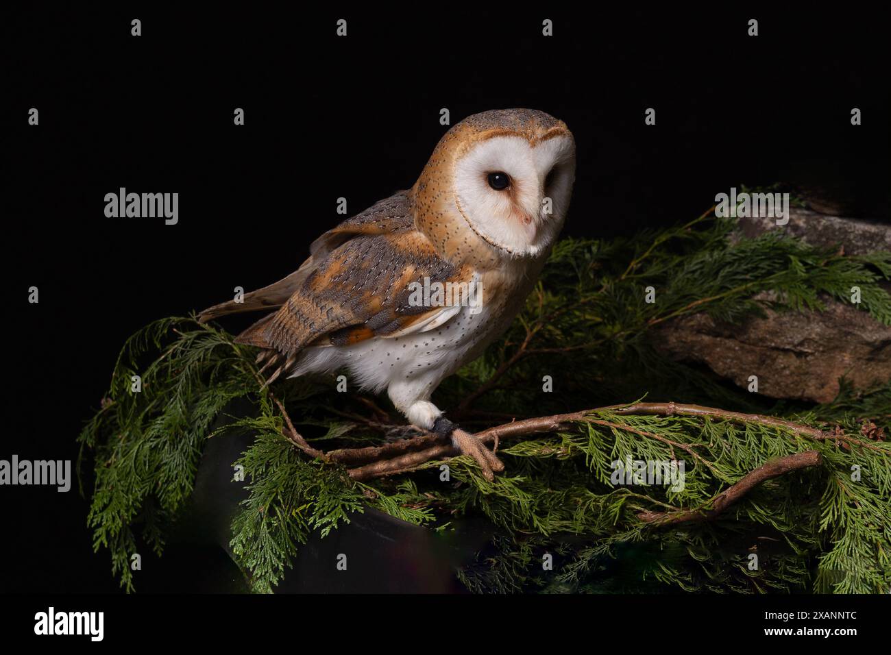 Un gufo di fienile prigioniero, Tyto alba, arroccato su rami. Si tratta di un ritratto in studio scattato su uno sfondo nero scuro Foto Stock