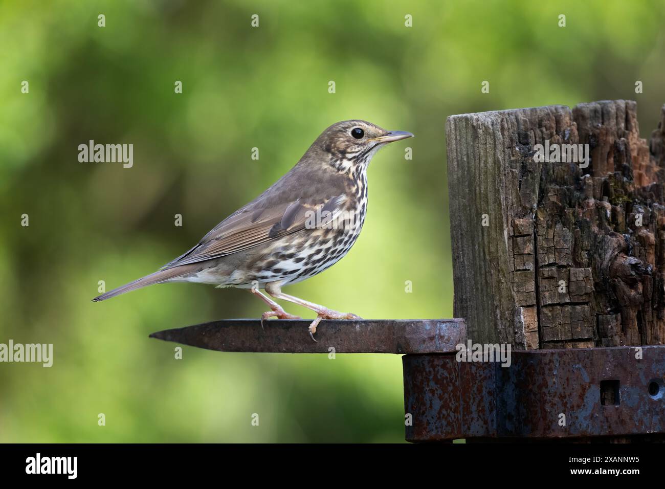 Un mucchio di canzoni, Turdus philomelos, appollaiato su una cerniera metallica con spazio per il testo intorno all'uccello Foto Stock