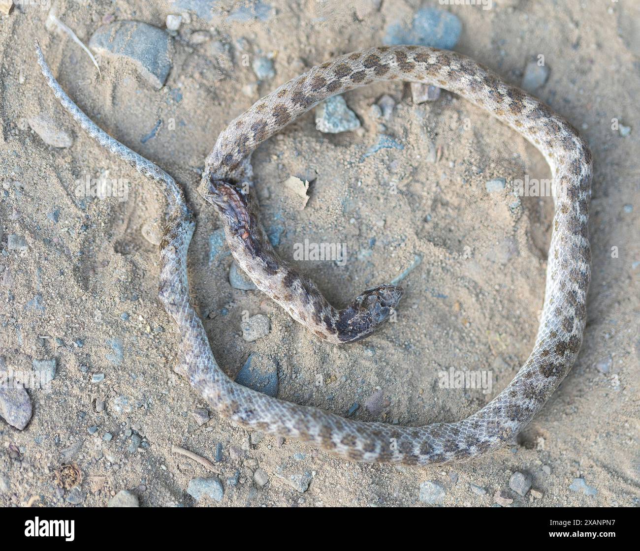 Dead California Night Snake trovato su un sentiero escursionistico. Stevens Creek County Park, Bay area, California. Foto Stock