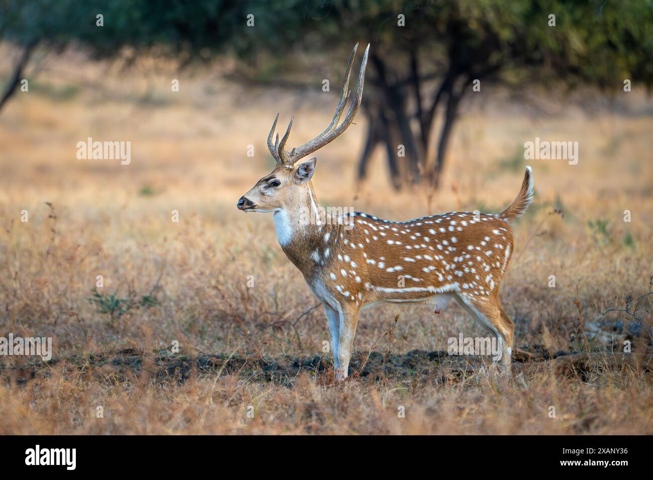 Cervo maculato, o Chital, Tadoba NP, India Foto Stock