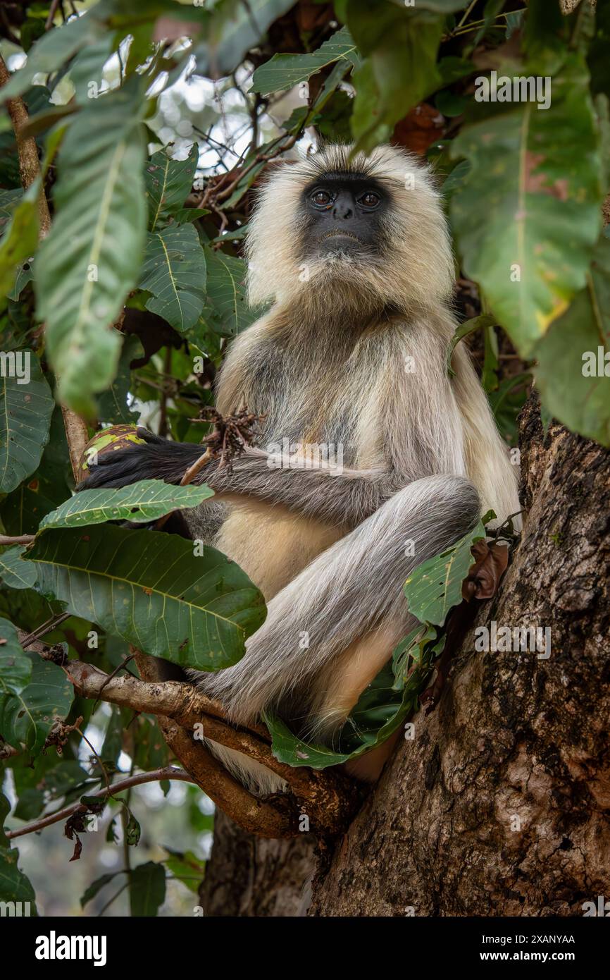 Scimmie di langur indiano (Presbytis entellus) Foto Stock