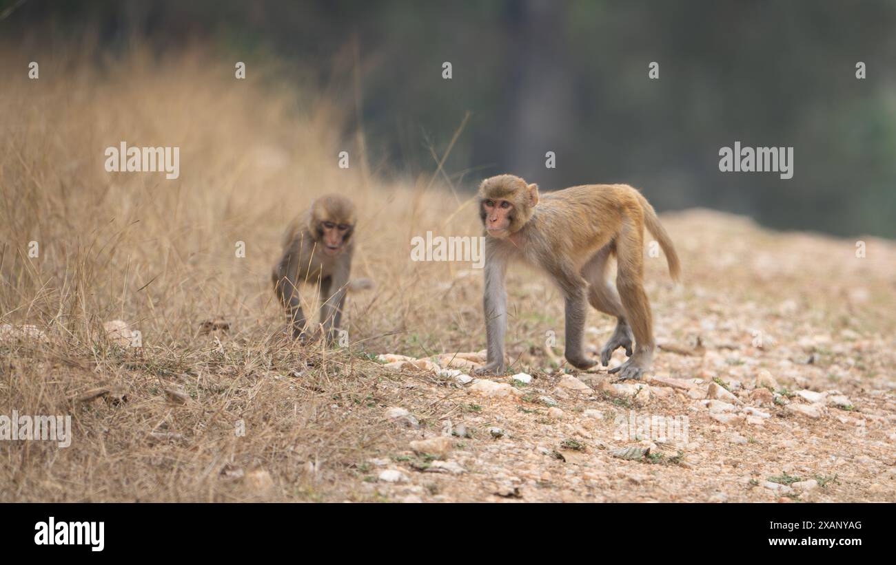 Rhesus Monkey, o Macacque (Macaca mulatta), India Foto Stock