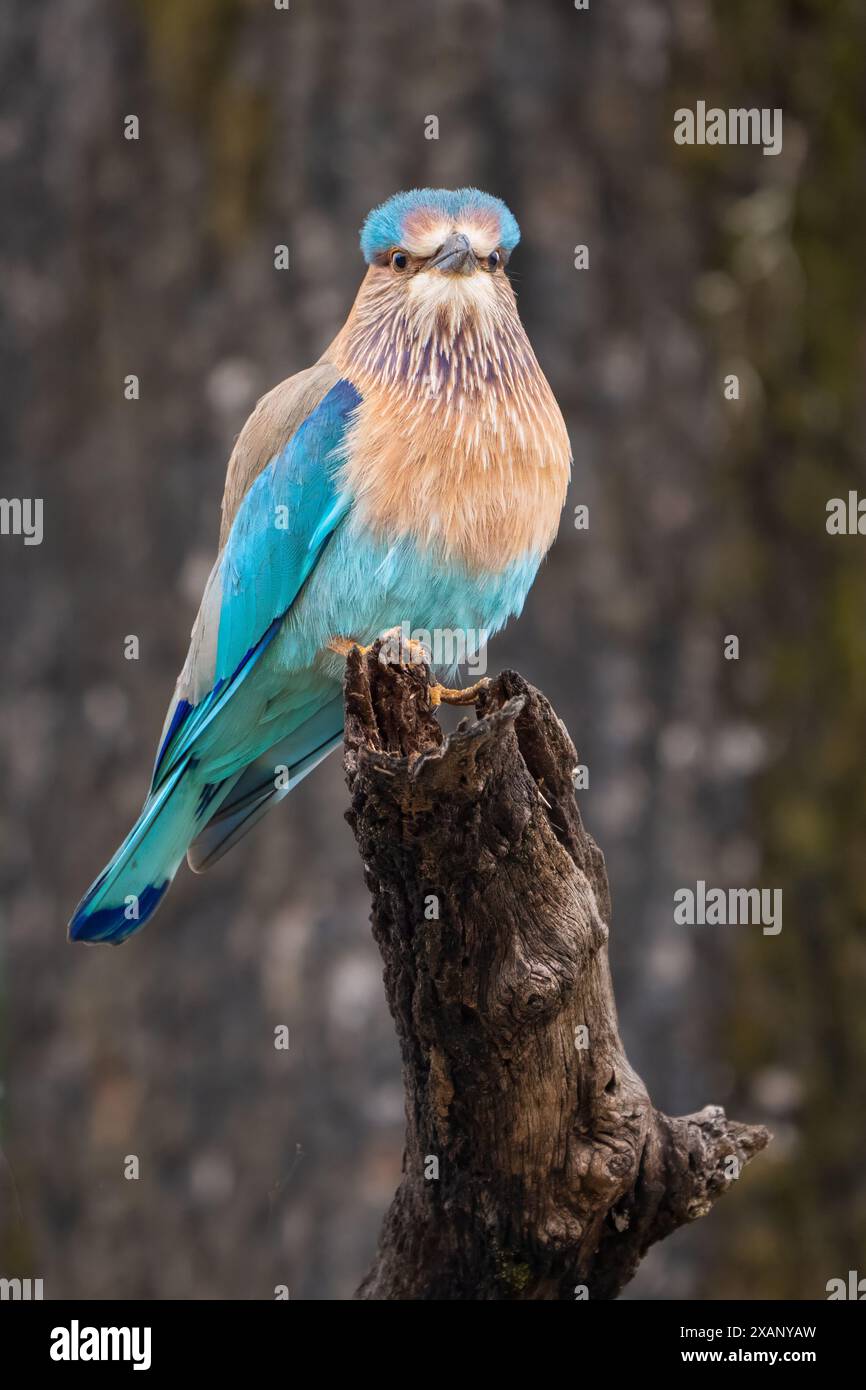 Rullo indiano (Coracias benghalensis), arroccato su Branch Foto Stock