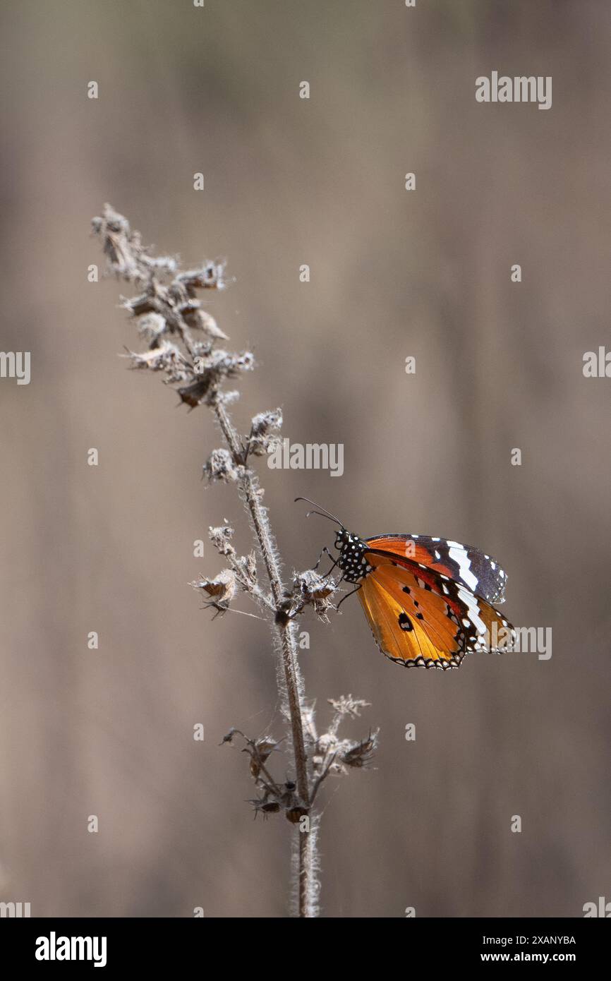Farfalla tigre pianura (Danaus chrysippus) Foto Stock