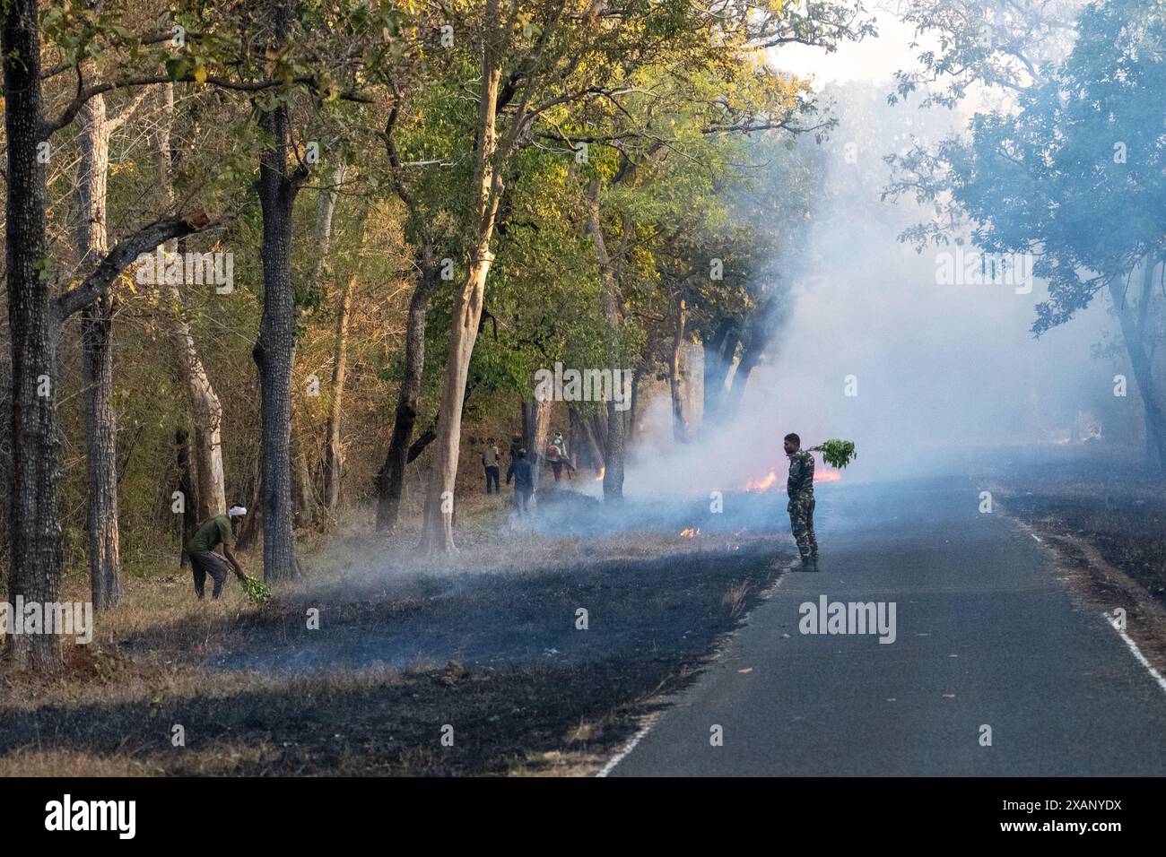 Combustione controllata lungo la strada per la manutenzione di un incendio, Pench NP, India Foto Stock