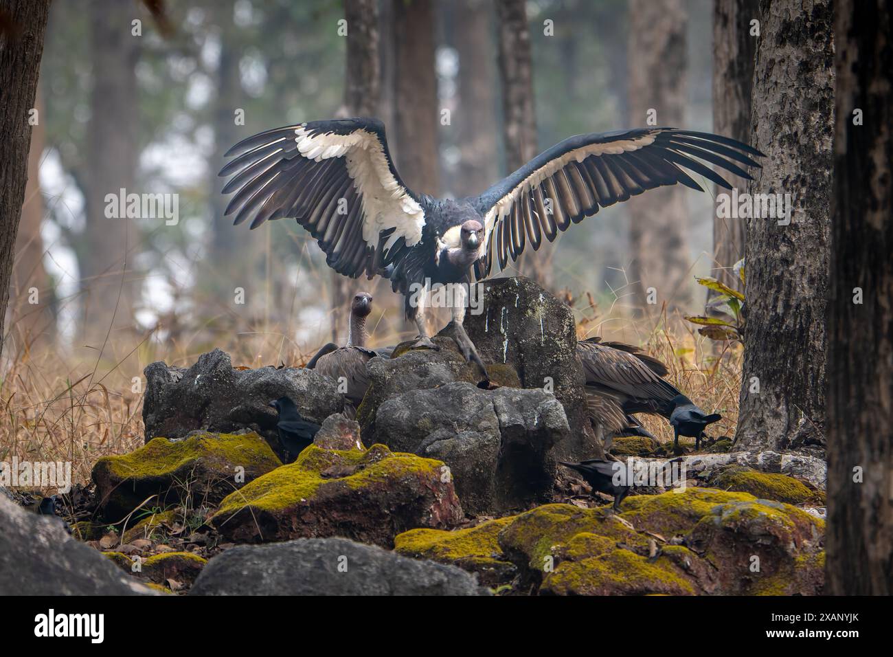 Avvoltoi indiani dalle rugole bianche (Gyps bengalensis), che mostrano ali Foto Stock